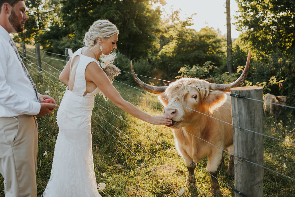 Bride and groom feeding bulls during photoshoot